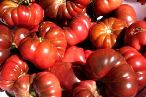 purple-calabash-tomato